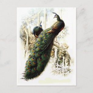 Återställa Peacocks Vykort