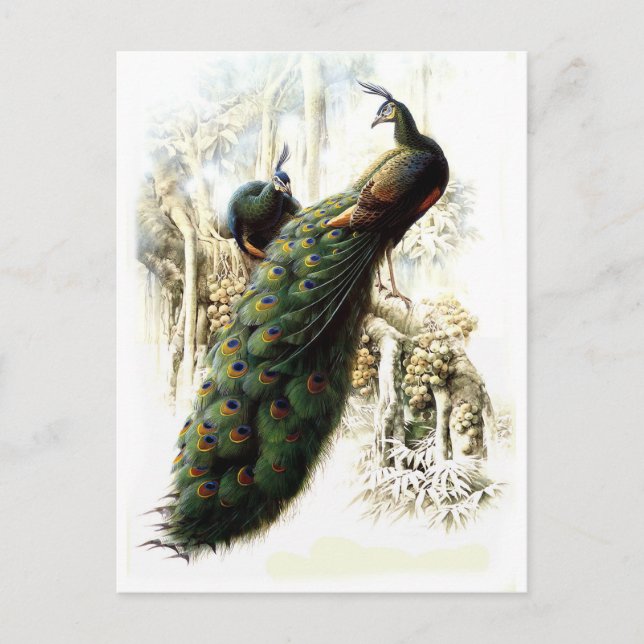 Återställa Peacocks Vykort (Framsida)
