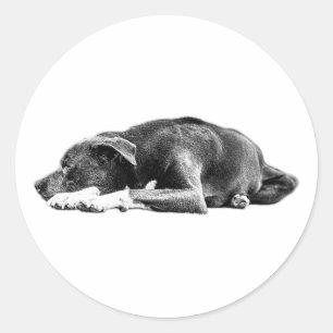 Återställa Pitbull Mix Black and White Art Sticker Runt Klistermärke
