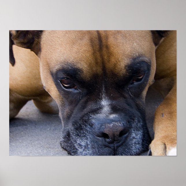 Återställa Poster av Hund Boxer (Framsidan)