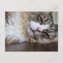 Återställa Ragamuffinkatt Vykort