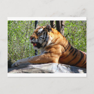 Återställa tiger vykort