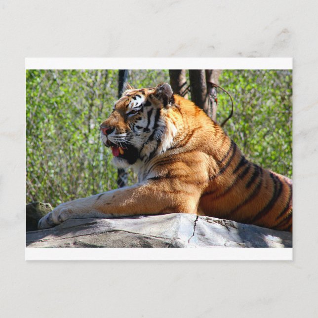Återställa tiger vykort (Framsida)