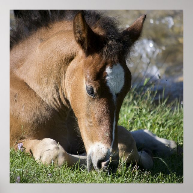Återställa Vild Pony Poster (Framsidan)