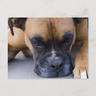 Återställa vykort för Boxer-Hund