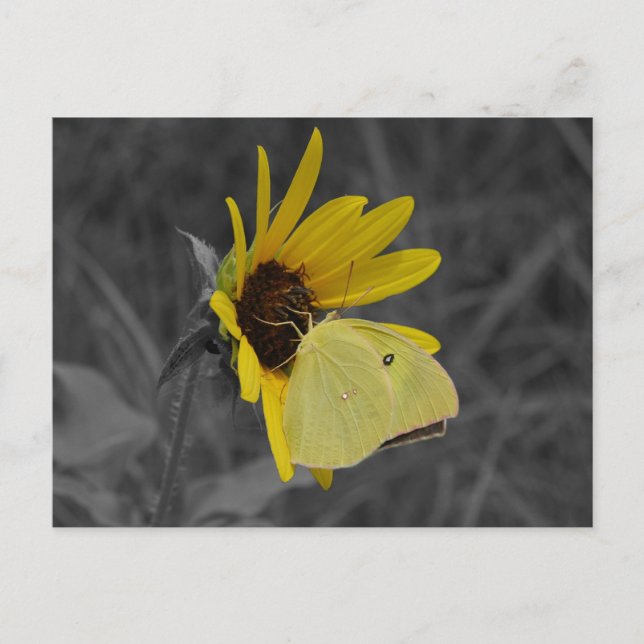 Återställa vykort för fjäril (Framsida)