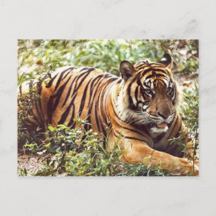 Återställa vykort för Sumatran Tiger