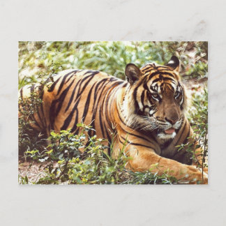 Återställa vykort för Sumatran Tiger