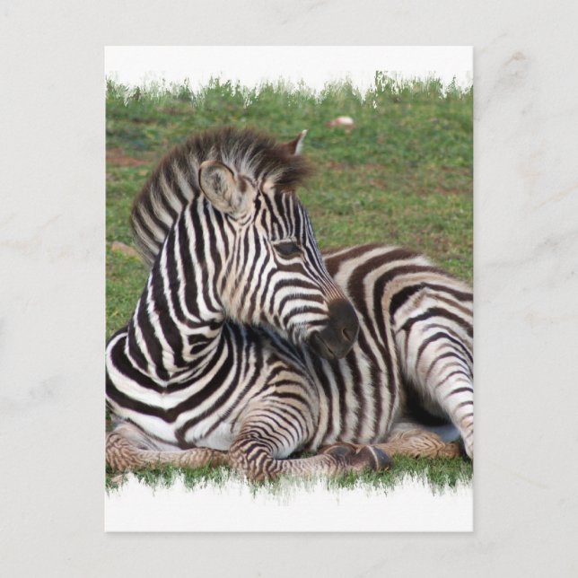 Återställa Zebra-vykort Vykort (Framsida)