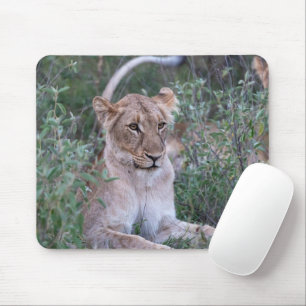 Återställande av Lioness African Wildlife Porträtt Musmatta