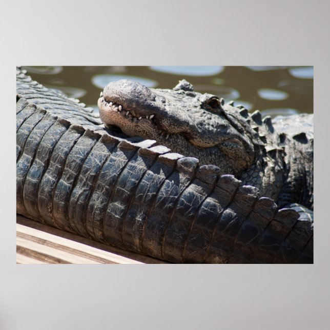 Återställer Alligator Poster (Framsidan)