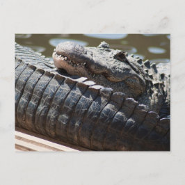 Återställer Alligator Vykort