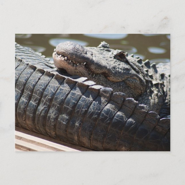 Återställer Alligator Vykort (Framsida)