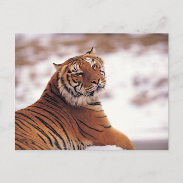 Återställer tiger vykort (Framsida)