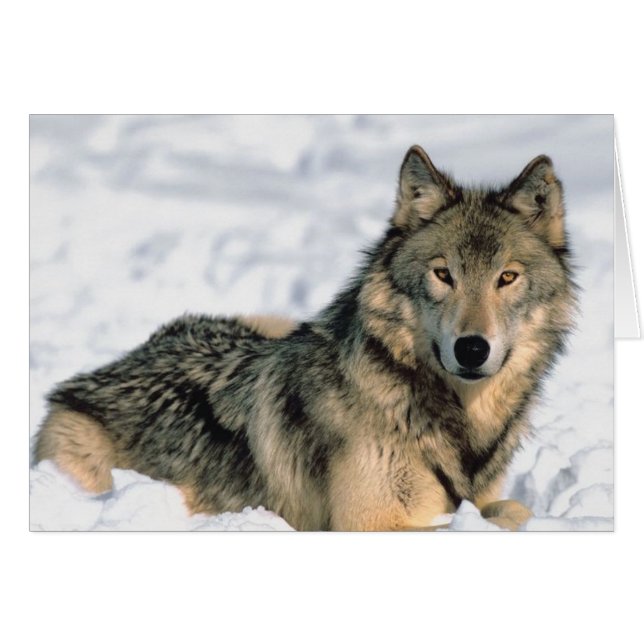 Återställer Varg Hälsningskort (Framsidan Horizontal)