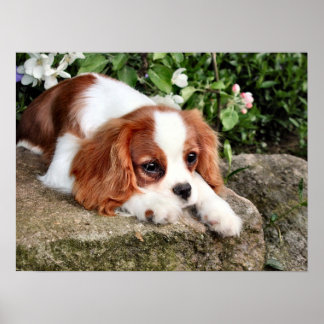 Återställning Poster