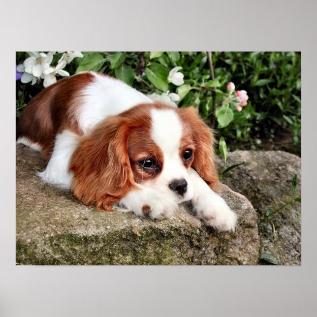 Återställning Poster (Framsidan)