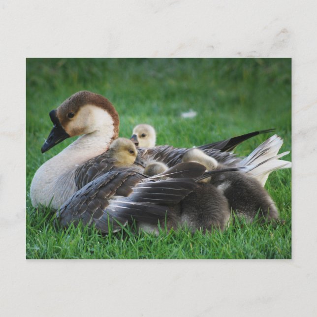 Återställning Vykort (Framsida)