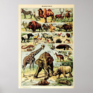 Återvunna adolphe Millot Nature kräker däggdjur Poster