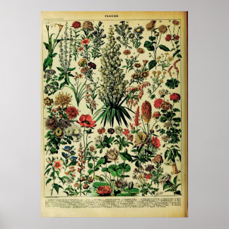 Återvunnen Adolphe Millot-natur Poster: Blommor Poster