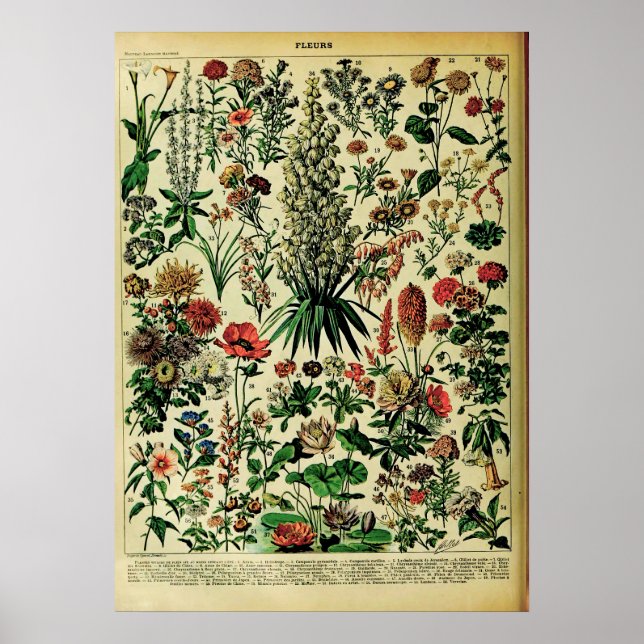 Återvunnen Adolphe Millot-natur Poster: Blommor Poster (Framsidan)
