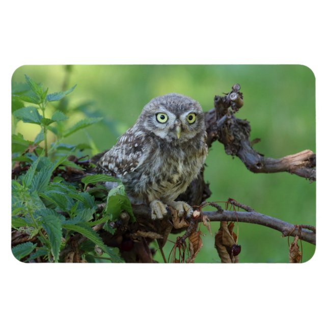 Athene nopunkta magnet (Horisontell)