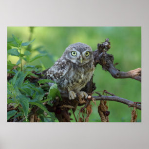 Athene nopunkta poster