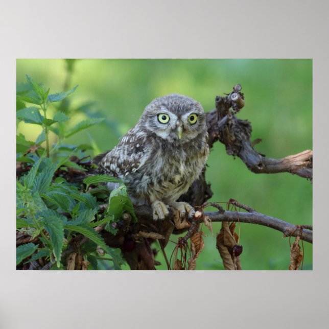 Athene nopunkta poster (Framsidan)