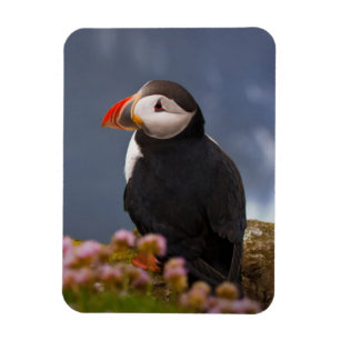 ATL-PUFFIN MAGNET