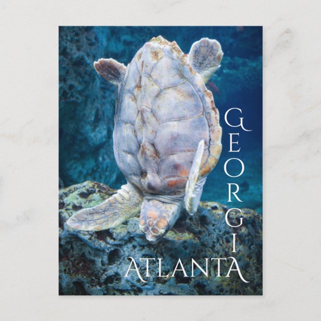 Atlanta Georgia Turtle Dive Vykort (Framsida)
