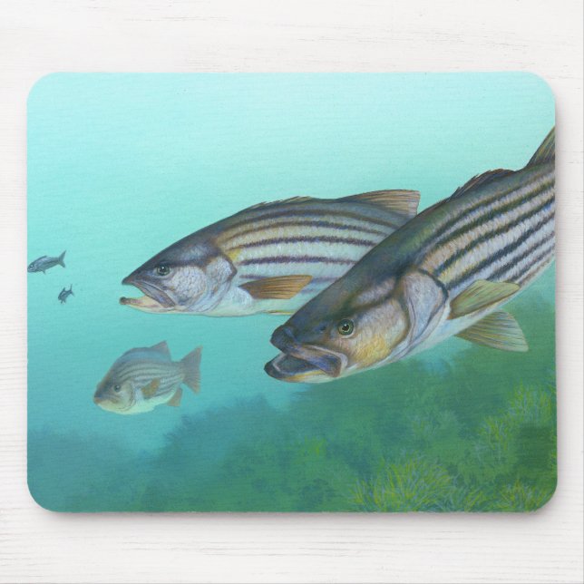 Atlanten görad randig bas- fiskMorone Saxatilis Musmatta (Framsidan)