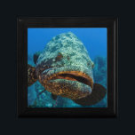 Atlantgrupperaren Smyckeskrin<br><div class="desc">Pete Oxford / DanitaDelimont.com | Karibien,  Kuba | Atlantisk helggrupp (Epinephelus itajara) Jardines de la Reina National Park,  Kuba,  Karibien</div>
