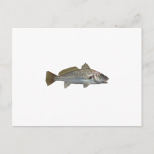 Atlantic Croaker Vykort