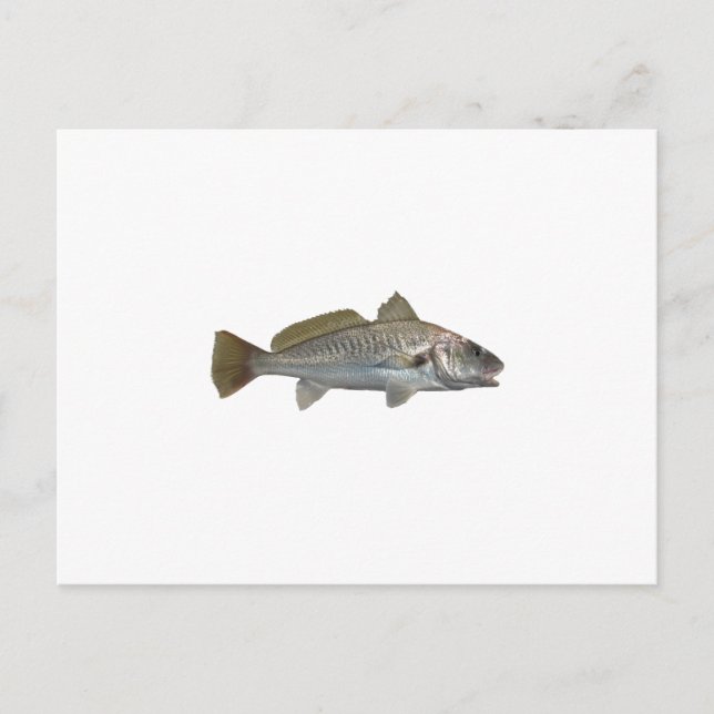 Atlantic Croaker Vykort (Framsida)