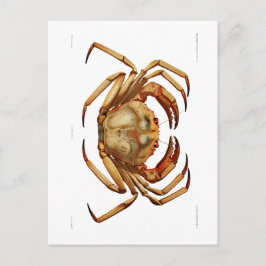 "ATLANTIC DEEP SEA CRAB"-SJÖLIVET POSTCARD VYKORT