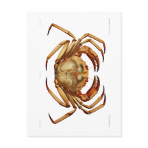 "ATLANTIC DEEP SEA CRAB"-SJÖLIVET POSTCARD