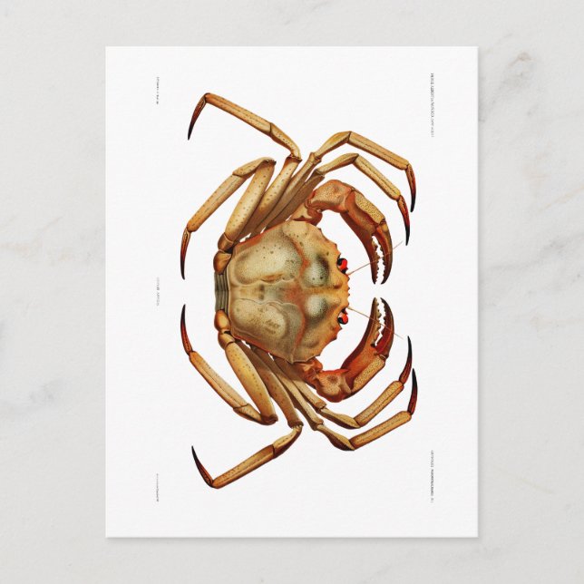 "ATLANTIC DEEP SEA CRAB"-SJÖLIVET POSTCARD VYKORT (Framsida)