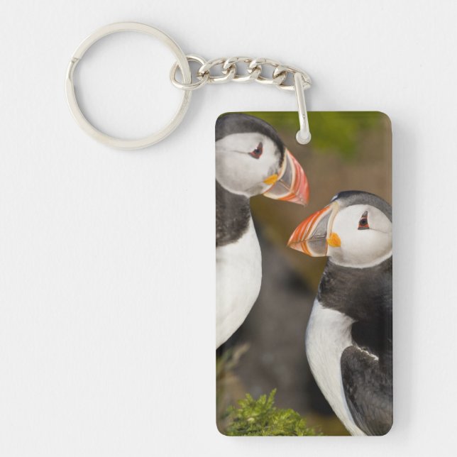 Atlantic Puffin (Framsidan)