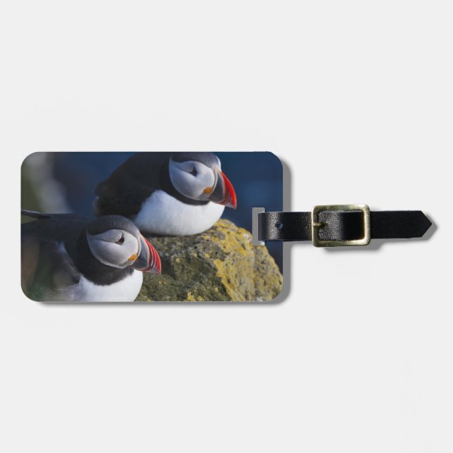 Atlantic Puffin Bagagebricka (Horisontell Framsida)