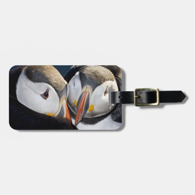 Atlantic Puffin, en pelagisk sjöfågel Bagagebricka (Horisontell Framsida)