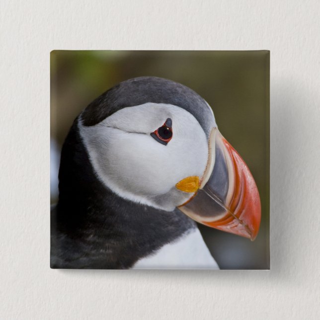 Atlantic Puffin, en pelagisk sjöfågel Knapp (Framsida)