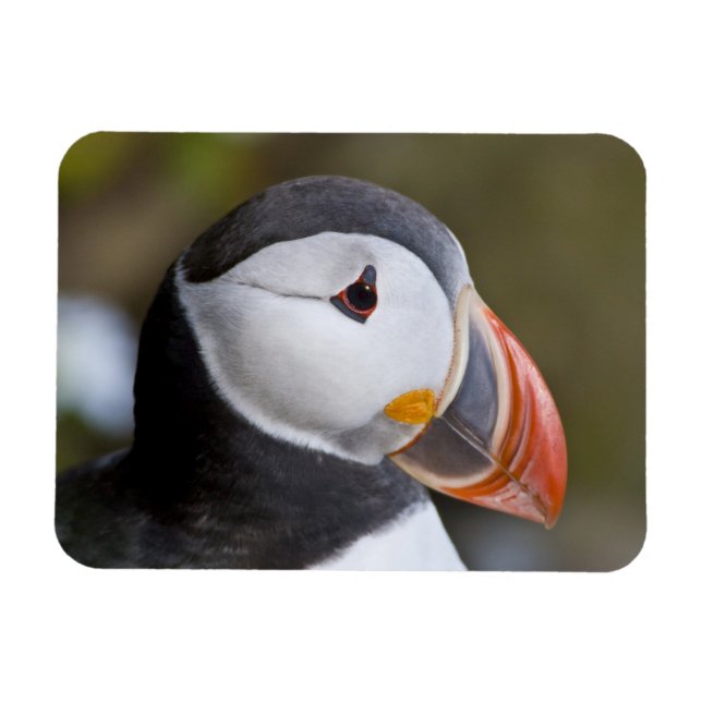 Atlantic Puffin, en pelagisk sjöfågel Magnet (Horisontell)