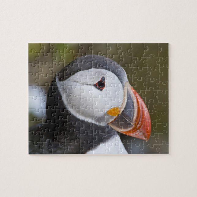 Atlantic Puffin, en pelagisk sjöfågel Pussel (Horisontell)
