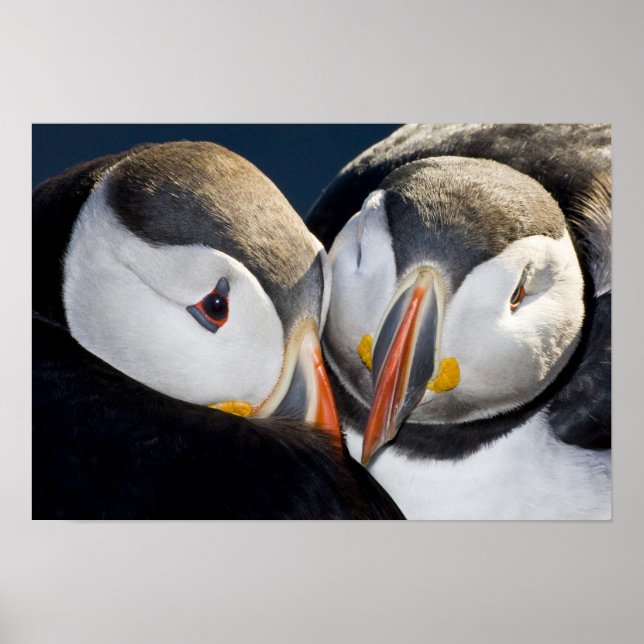 Atlantic Puffin, en pelagisk sjöfågel, visas 3 Poster (Framsidan)