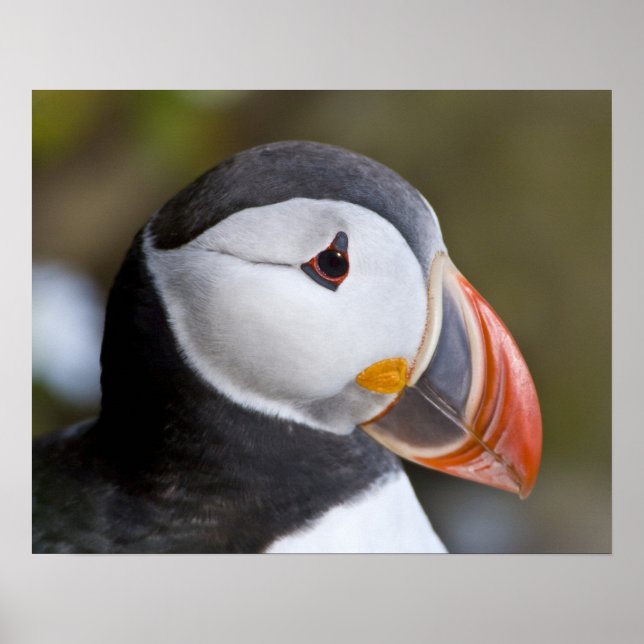 Atlantic Puffin, en pelagisk sjöfågel, visas Poster (Framsidan)