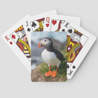Atlantic Puffin Fratercula Arctica Casinokort