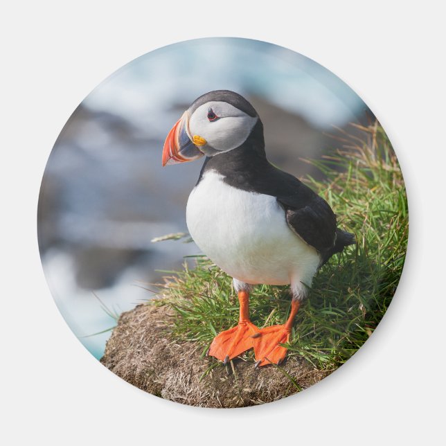 Atlantic Puffin Fratercula Arctica Magnet (Framsidan)