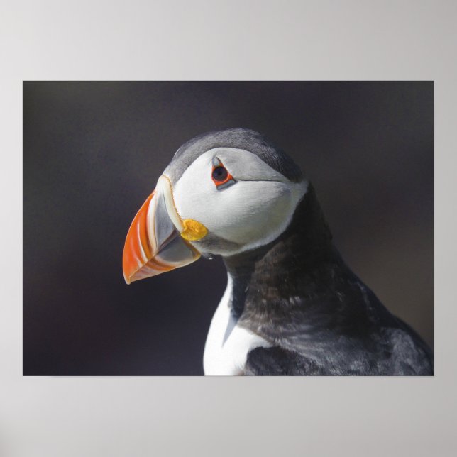 Atlantic Puffin Fratercula Arctica Poster (Framsidan)