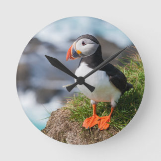 Atlantic Puffin Fratercula Arctica Rund Klocka