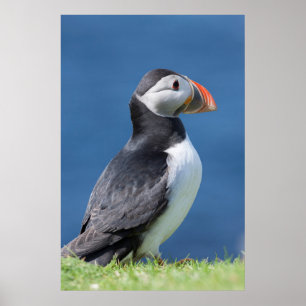 Atlantic Puffin (Fratercula Arctica) vid Cliff Poster